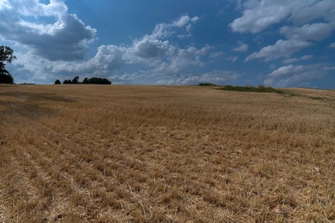 Stubble field, harvested barley field, Lower Franconia, Bavaria, Germany