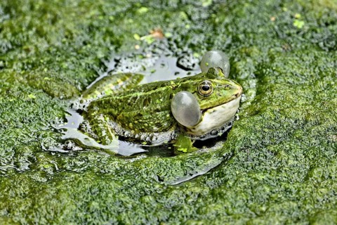 Water frog (rana esculenta), with sound bubbles sitting on a carpet of algae in a pond, Switzerland