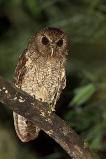 Rufescent Screech Owl (Megascops ingens) perched on a branch in Bolivia, South America