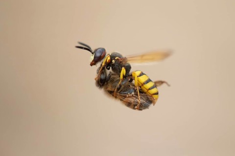 European bee wolf (Philanthus triangulum) adult solitary wasp insect in flight carrying a Honey bee