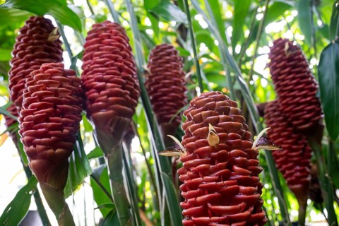 Red tropical ginger flowers (Zingiber spectabile), Princess of Wales Conservatory, Royal Botanic