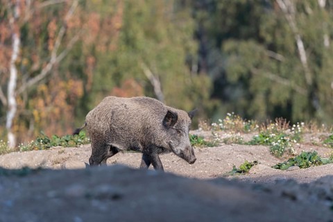One adult wild boar or wild pig (Sus scrofa) walking over an opening with a green forest in the