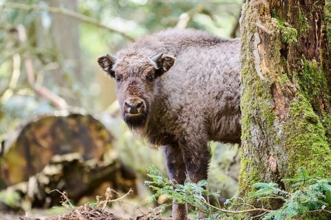 European bison (Bison bonasus) youngster in a forest in spring, Bavarian Forest, Germany