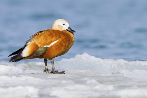 Ruddy Shelduck (Tadorna ferruginea), Thurgovia, Switzerland