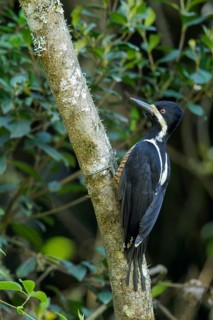 Powerful Woodpecker (Campephilus pollens) perched on a branch in the Andes Mountains of Colombia
