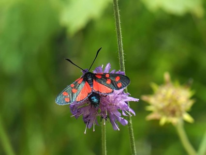 Blood droplet (Zygaena transalpina)