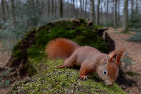 After a few days, the squirrels (Sciurus vulgaris) have lost all their shyness and are even eating