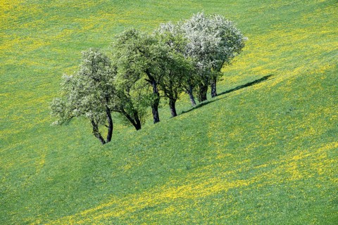 Flowering pear trees, fruit trees, Moststraße, Mostviertel, Lower Austria, Austria