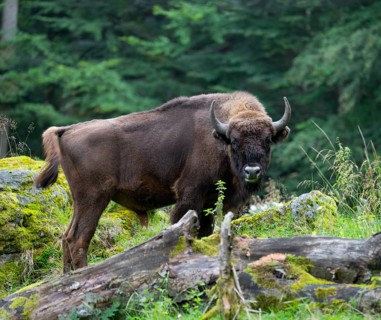 European bison (Bison bonasus) bull in near-natural habitat, captive, Germany