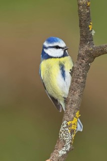Blue tit (Parus caeruleus), sitting on a branch covered with moss, Wilnsdorf, North