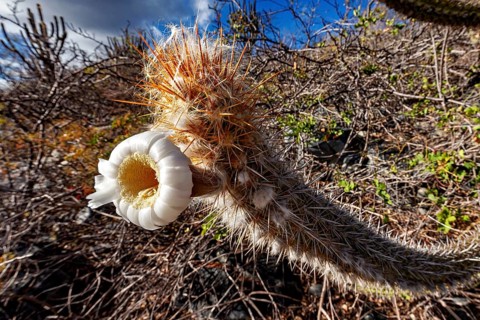 A flowering cactus in a dry desert landscape beneath a blue sky, the creamy-white flower of a