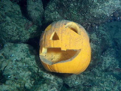Jack-o'-Lantern Halloween pumpkin lies underwater on rocky ground. Zollbrücke dive site, Rheinau,