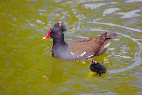 An adult common moorhen (Gallinula chloropus), swims in a pond, followed by two chicks