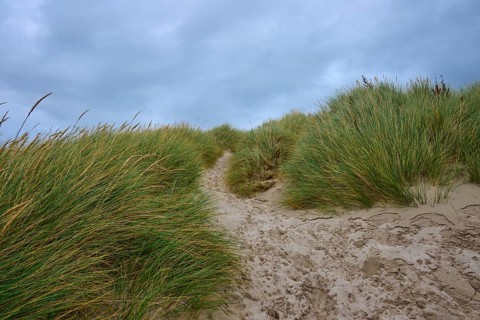 Narrow path through dense dune landscape in cloudy weather, Clachtoll Beach, Clachtoll, Lairg,