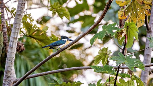 A kingfisher perched on a twig in a tropical setting with green leaves, the Amazon kingfisher in