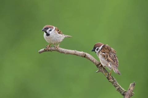Tree sparrow, (Passer montanus), family of sparrows, animals, birds, two on perch, Muselievo,