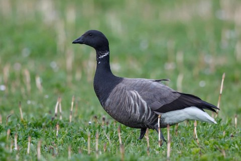 Brant Goose (Branta bernicla), Netherlands