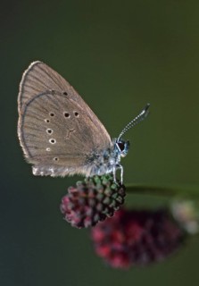 Ant blue, dark meadowbutton ant blue, dusky large blue, glaucopsyche nausithous, maculinea