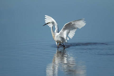 Little egret (Egretta garzetta) adult bird in water of a shallow lagoon, England, United Kingdom