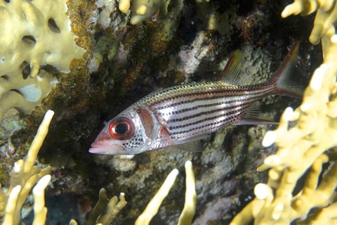 Blood spotted hussar (Neoniphon sammara)