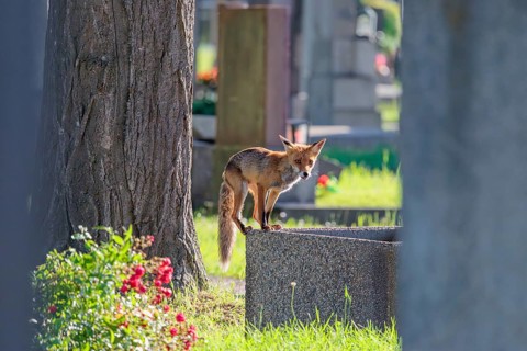 A mature red fox (Vulpes vulpes) stands on the edge of a water basin in a cemetery on a sunny day