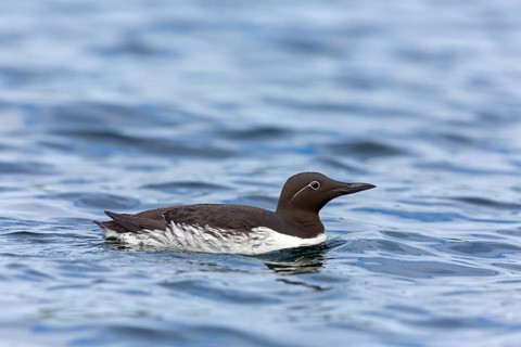 Trottellumme, Common Guillemot, Guillemot, Common Murre, Uria aalge, Guillemot de Troïl, Arao Común