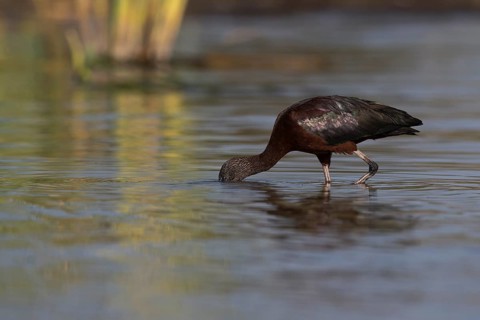 Glossy Ibis (Plegadis falcinellus) foraging in shallow water, Nechisar National Park, Ethiopia