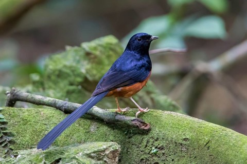 White-rumped Shama (Copsychus malabaricus) male, Cuc Phuong, Vietnam