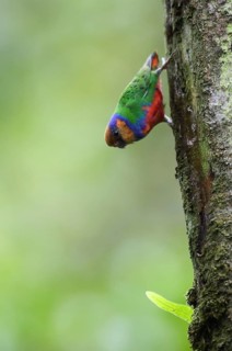 Red-breasted Pygmy Parrot (Micropsitta bruijnii) male climbing down tree, West Papua, Indonesia