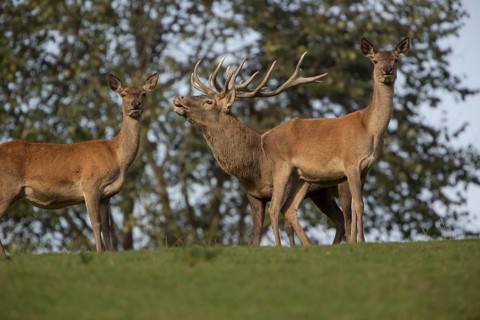 Red Deer stag at the rutting season. With trees in background. Calling, bellowing
