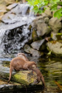 Two oriental small-clawed otter or Asian small-clawed otter (Aonyx cinerea), standing on a log