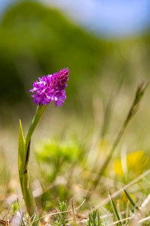 Pyramidal orchid (Anacamptis pyramidalis), also known as pyramidal orchid. Orchid meadow Neuffener