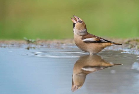 Hawfinch (Coccothraustes coccothraustes) male drinking at waterhole, Aosta Valley, Italy