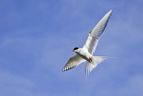 Arctic Tern (Sterna paradisaea), Manitoba, Canada