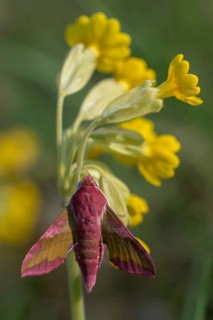 Deilephila porcellus, small wine enthusiast, small elephant hawk moth, sphingidae, butterfly, high