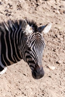 A close-up of a zebra standing gracefully, showcasing its iconic black and white stripes against a