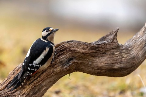 A woodpecker sits relaxed on a branch in peaceful surroundings, Great Spotted Woodpecker