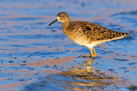 Ruff (Philomachus pugnax), North Sea coast, Lower Saxony, Federal Republic of Germany