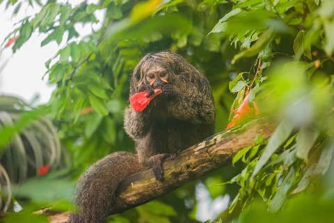 A female white-faced saki (Pithecia pithecia) sits in a Rose of Venezuela (Brownea grandiceps)