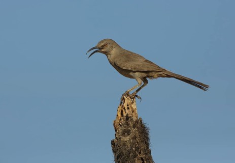 Curve-billed Thrasher (Toxostoma curvirostre) calling, Texas, USA