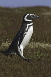 Magellanic Penguin (Spheniscus magellanicus), Falkland Islands