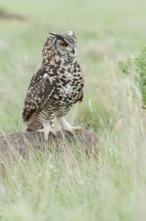 Cape Eagle-Owl (Bubo capensis) captive, Mpumalanga, South Africa