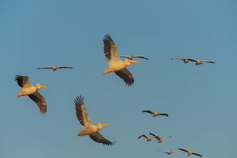 Great White Pelican (Pelecanus onocrotalus) group flying, Danube-Delta, Romania