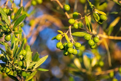 Olives ripen on the olive tree (Olea europaea), Tuscany, Italy