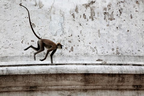 UNESCO World Heritage Site, the ancient city of Polonnaruwa, Sri Lanka, monkey on Kiri Vehera stupa