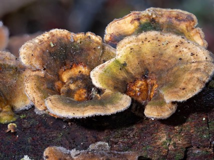 Butterfly Trametes (Trametes versicolor) in frost on a tree trunk, North Rhine-Westphalia, Germany