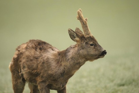 European roe deer (Capreolus capreolus) buck with shaggy winter coat and long, barely covered