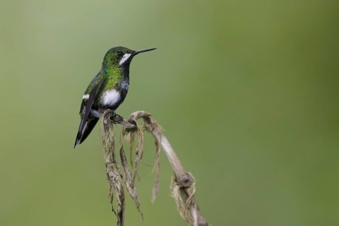 Green Thorntail (Discosura conversii) female perched on a branch, Pichincha, Ecuador