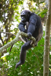 Common chimpanzee (Pan troglodytes) on a tree in the mountain rainforest, Nyungwe National Park,