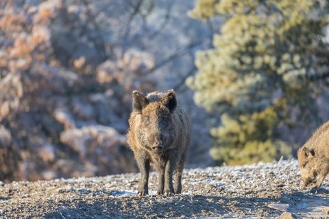 Wild boar or wild pig (Sus scrofa), walking over brown soil, frosted trees in background